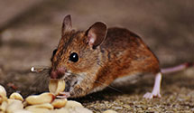 24 Hour & Emergency Exterminators in Piffard, NY